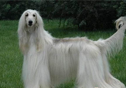 美國水獵犬聰明嗎