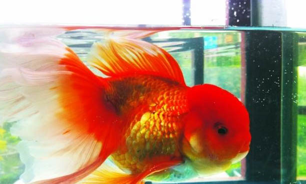 紅尾玻璃魚怎么養