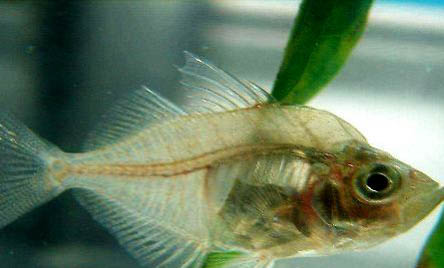 玻璃貓魚好養嗎？