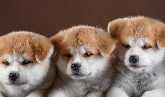 秋田犬和柴犬哪個好養