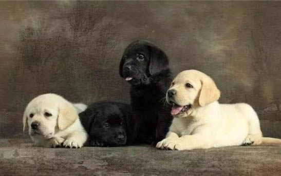 母犬產(chǎn)后多久驅(qū)蟲比較好