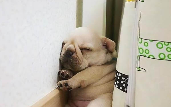 狗肚子里有蛔蟲吃什么藥能治好？