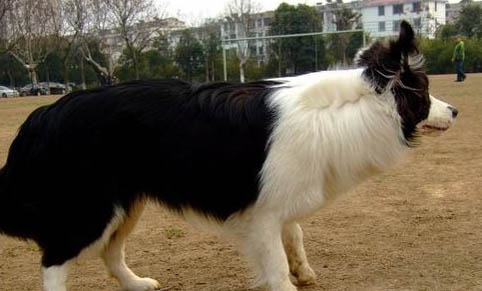 棉花面紗犬哪里有賣