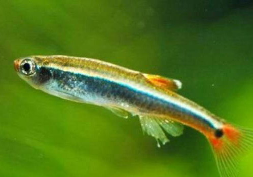 春天釣鯉魚釣深水還是淺水