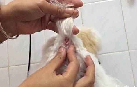 狗拉肚子可以打預防針嗎