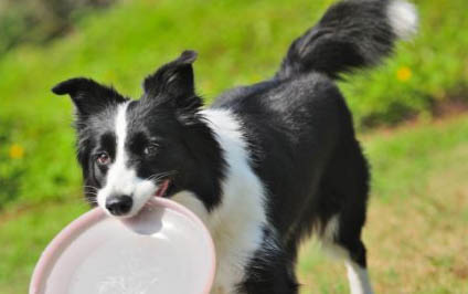 邊境牧羊犬性格如何