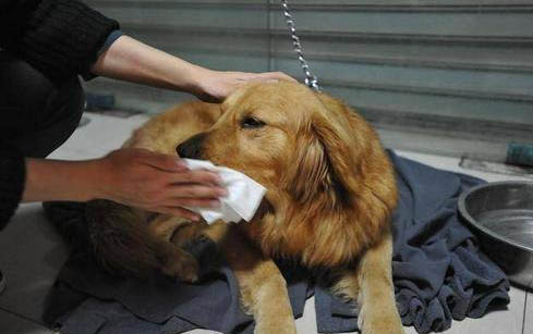 狗狗吐小舌頭是開心嗎