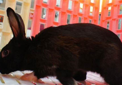 哈瓦那貓蜷著睡的原因及處理方法