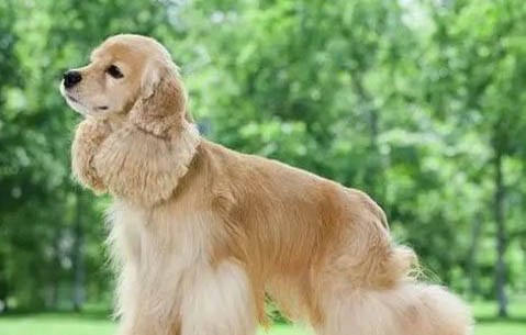 可卡犬的優缺點都有哪些