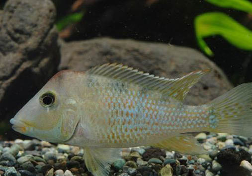 十個不養牛頭梗的理由