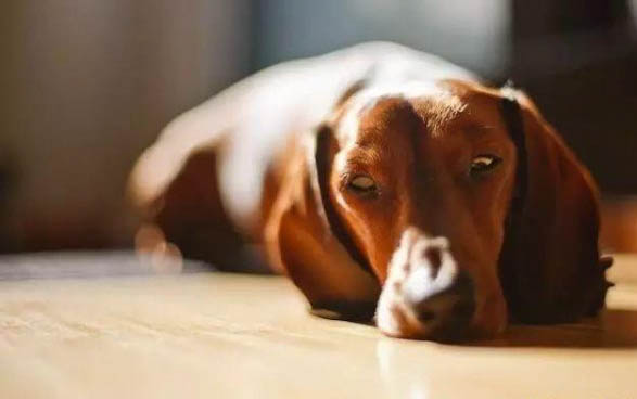 狗狗得了犬瘟死了還能再養狗嗎