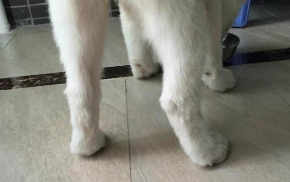 狗狗能不能吃芒果?