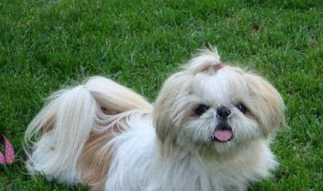 西施犬體外驅(qū)蟲多久一次