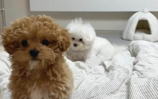 小型泰迪成年多少斤