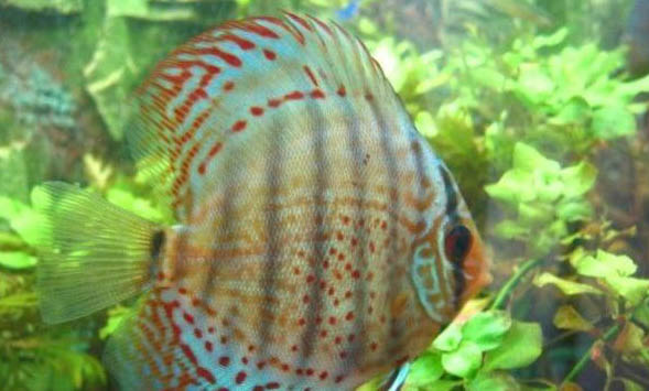 神仙魚要多久換一次水