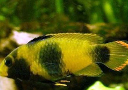 熊貓鼠魚好養(yǎng)嗎