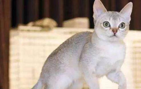 新加坡貓脫毛很嚴重的原因及處理方法