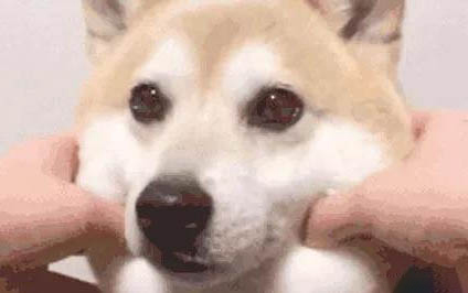 狗狗吃板栗的危害