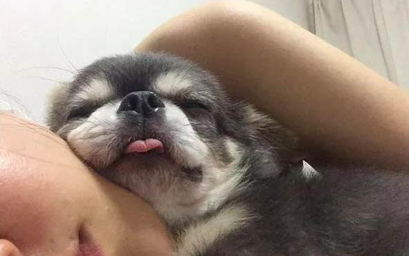 狗狗止痛藥有哪些牌子