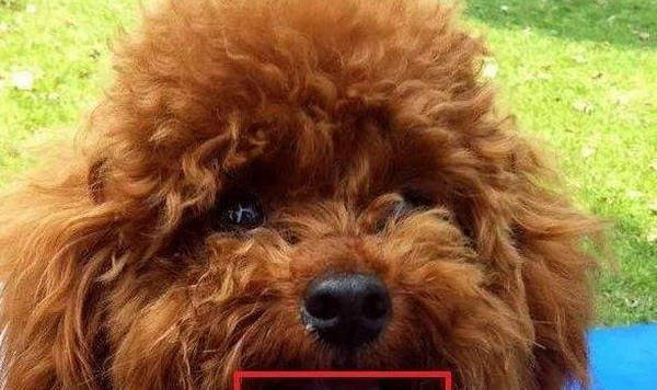 狗狗撕扯狗窩的原因及處理方法