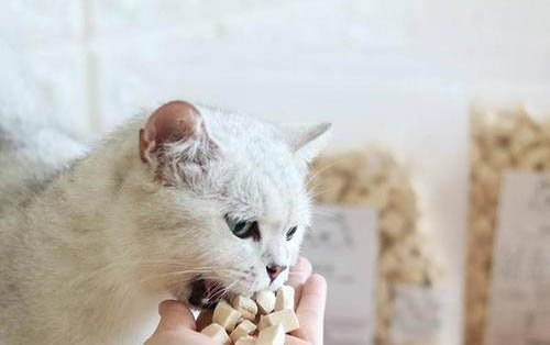 貓咪輸液速度