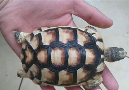如何治療陸龜的結石