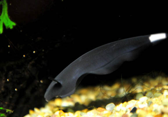 黑魔鬼魚怎么養