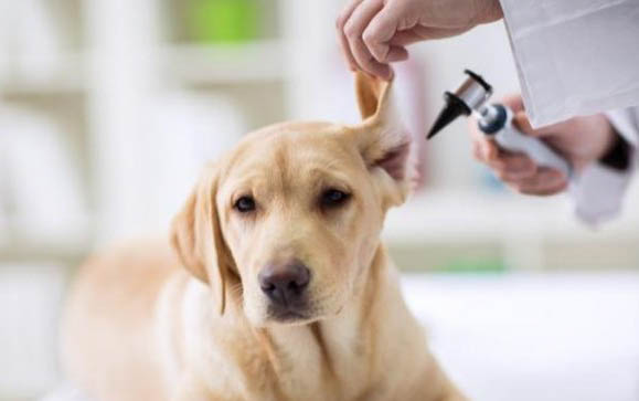 犬瘟熱類型