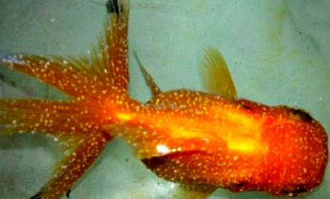 金魚在魚缸里產(chǎn)卵了怎么辦