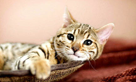 四川簡州貓性格