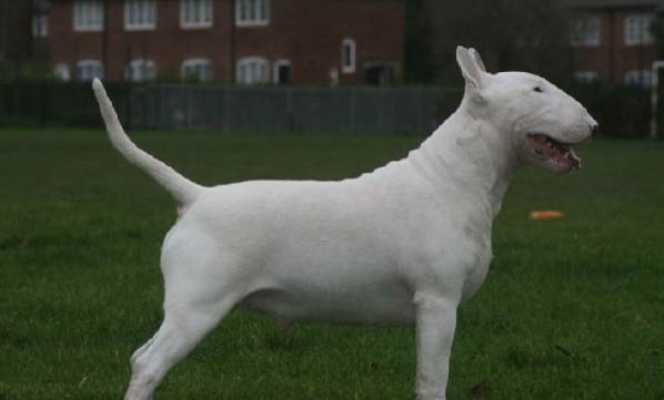 十個不養牛頭梗的理由