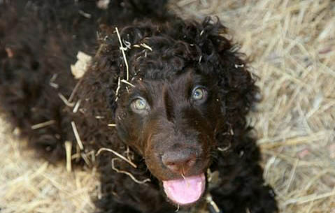 卷毛比熊犬的外貌特征性格