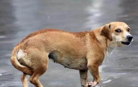 狗狗身上都有什么蟲子,什么樣子