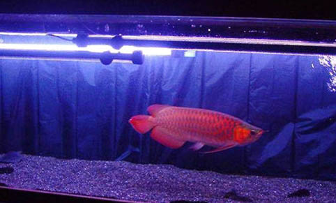 斑馬魚如何飼養長得快