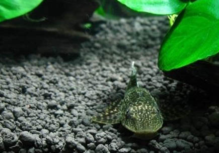 清道夫能清理魚缸嗎？