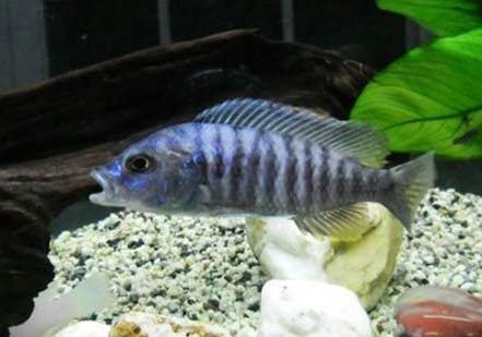 養(yǎng)魚不用氧氣泵可以嗎