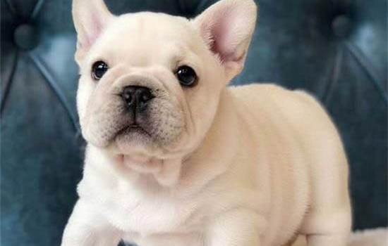 拉布拉多犬細(xì)小的癥狀及治療方法