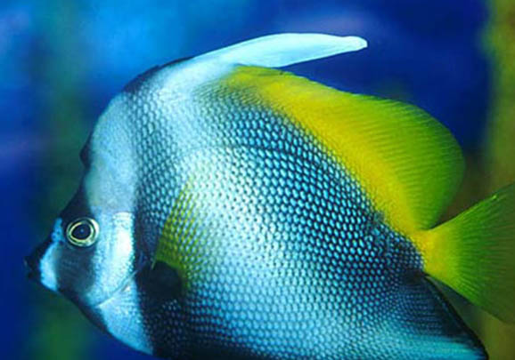 蛋黃喂魚苗一天幾次