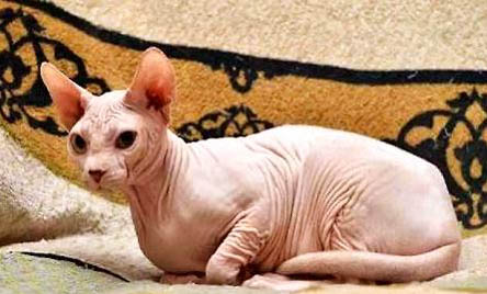 墨西哥無毛犬半夜突然叫是什么原因