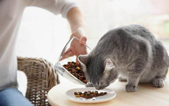 正常貓吐毛球多長時間