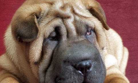 沙皮狗馴養(yǎng)攻略及性格特點(diǎn)