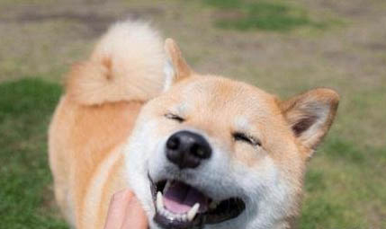 柴犬夏天需要開空調嗎