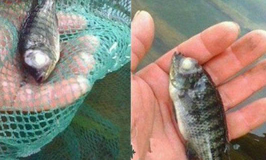 養熱帶魚停電怎么辦