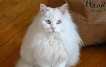 山東獅子貓脫毛嚴(yán)重的原因及處理方法