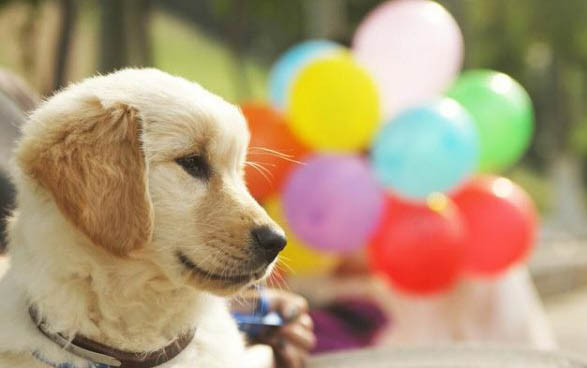 狗狗有狂犬病毒會有什么癥狀