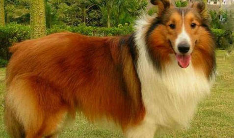 喜樂蒂和蘇牧的區(qū)別