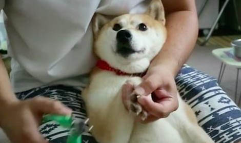 狗狗打第一針疫苗后多久可以洗澡