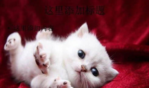 貓咪流了分泌物之后多久會生