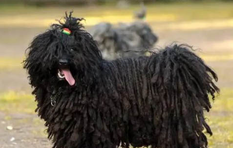 波利犬眼睛有眼屎的原因及處理方法