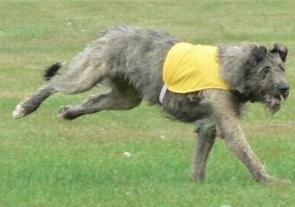 法國狼犬嘔吐黃水
